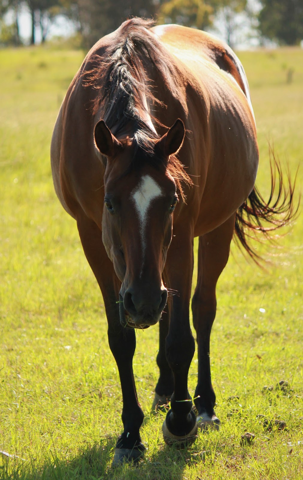 Equine Assisted Therapy Newcastle | George Booth Dr, Buchanan NSW 2323, Australia | Phone: 0414 494 116