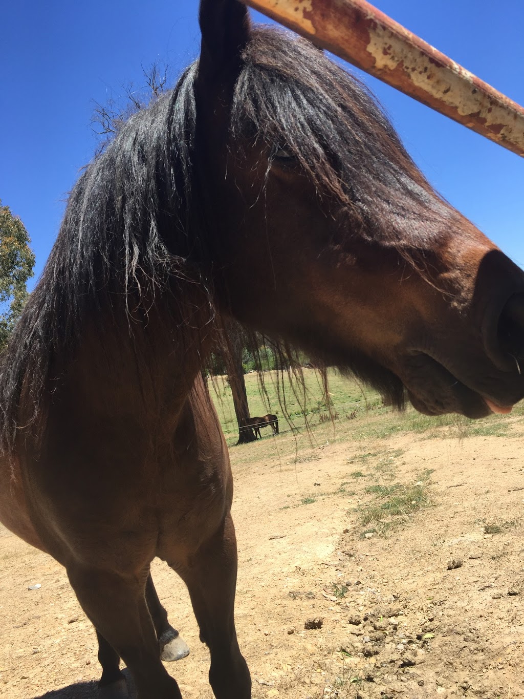 Boomerang Horse Riding | travel agency | Tipperary Springs Rd, Daylesford VIC 3460, Australia | 0353482525 OR +61 3 5348 2525