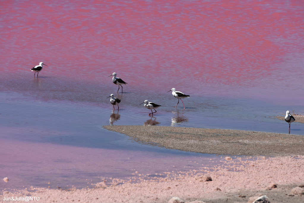 Hutt Lagoon Pink Lake |  | George Grey Dr, Yallabatharra WA 6535, Australia | 0899341202 OR +61 8 9934 1202