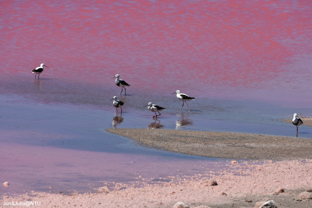 Hutt Lagoon Pink Lake | George Grey Dr, Yallabatharra WA 6535, Australia | Phone: (08) 9934 1202