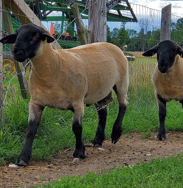Jonos Sheep Shearing Services |  | Junction Rd, Littlehampton SA 5250, Australia | 0424723589 OR +61 424 723 589