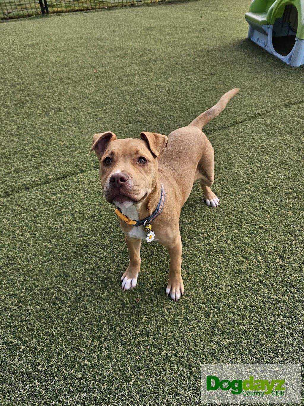 Dogdayz Dog Boarding - Lysterfield | 32 Powells Rd, Lysterfield VIC 3156, Australia | Phone: (03) 9752 7273