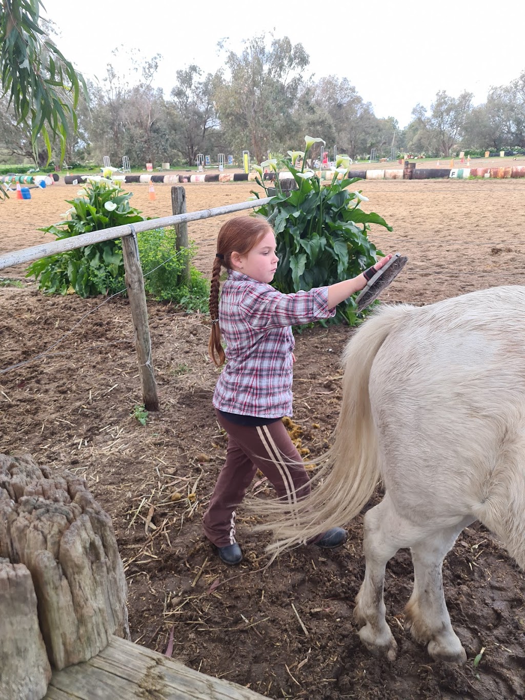 Foxdale Riding School | 100 Doghill Rd, Baldivis WA 6171, Australia | Phone: 0408 918 048