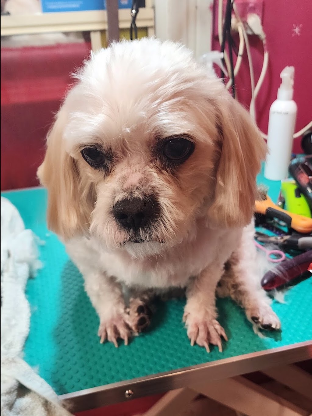 LA PETIT DOG GROOMING | 27 Lexington Ave, St Clair NSW 2759, Australia | Phone: (02) 9834 2555