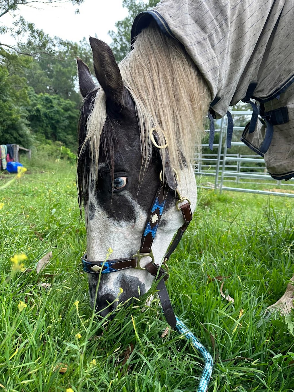 Illawarra Equine Services | Yellow Rock Rd, Yellow Rock Ridge NSW 2527, Australia | Phone: 0481 125 660