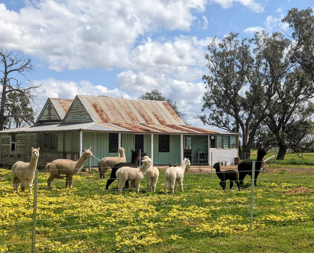 Quentin Park Alpacas & Studio Gallery | Quentin Park, 7091 Newell Hwy, Tomingley NSW 2869, Australia | Phone: 0484 576 928