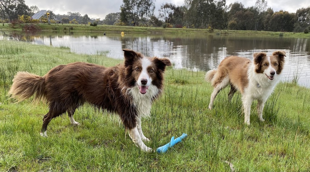Pawspectives | 302 High St, Nagambie VIC 3608, Australia | Phone: 0481 336 642