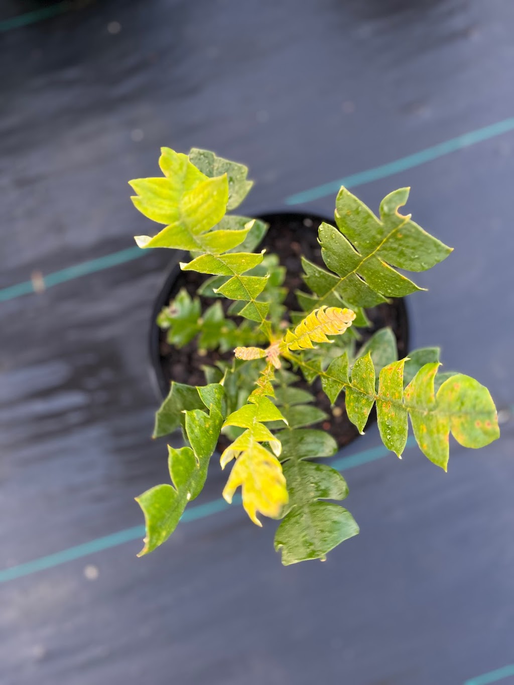 Bambra Native Plants | 85 Draytons Rd, Bambra VIC 3241, Australia | Phone: 0407 101 516