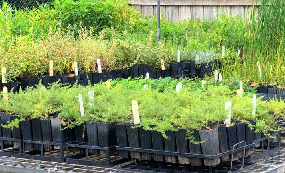 Birds in the Bush Indigenous Plant Nursery | 610 Staughton Vale Rd, Balliang VIC 3340, Australia | Phone: 0401 404 899