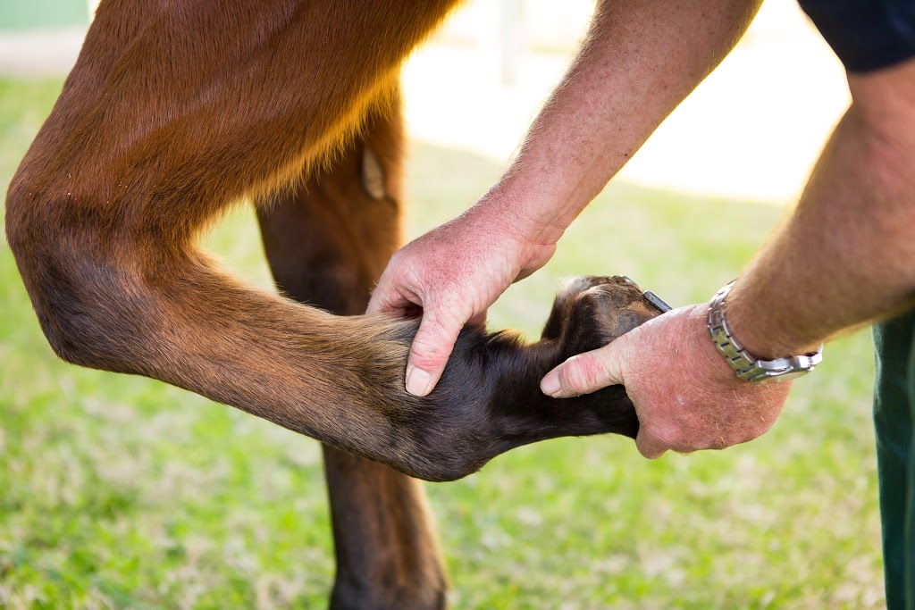 Warwick Veterinary Clinic | veterinary care | 4 Albert St, Warwick QLD 4370, Australia | 0746611105 OR +61 7 4661 1105