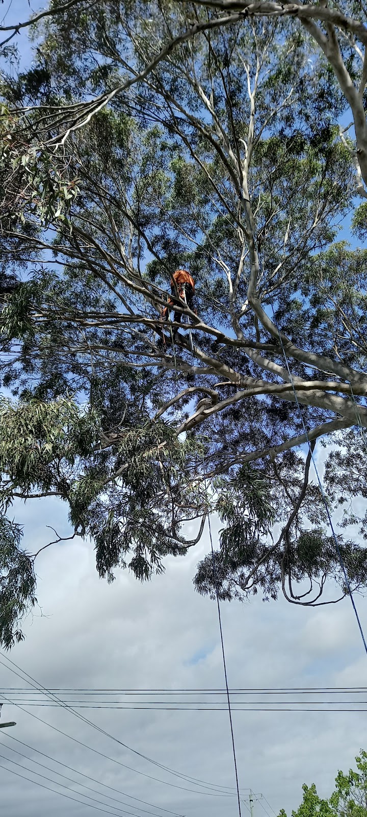 Balwyn Tree Service | 2 Oravel St, Balwyn North VIC 3104, Australia | Phone: (03) 8508 9040
