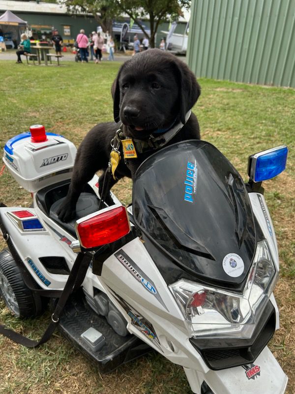 Amaiore Labrador Retrievers | 420 Dairy Creek Rd, Homewood VIC 3717, Australia | Phone: 0499 858 994