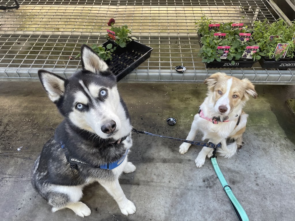 Quinn Dog Training | Flinders St, Redbank Plains QLD 4301, Australia | Phone: 0477 504 926