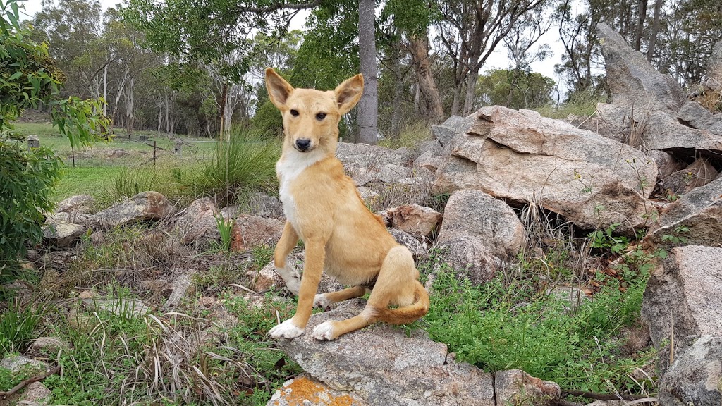 Red Fox Taxidermy | Sugarloaf Rd, Stanthorpe QLD 4380, Australia | Phone: 0438 176 169