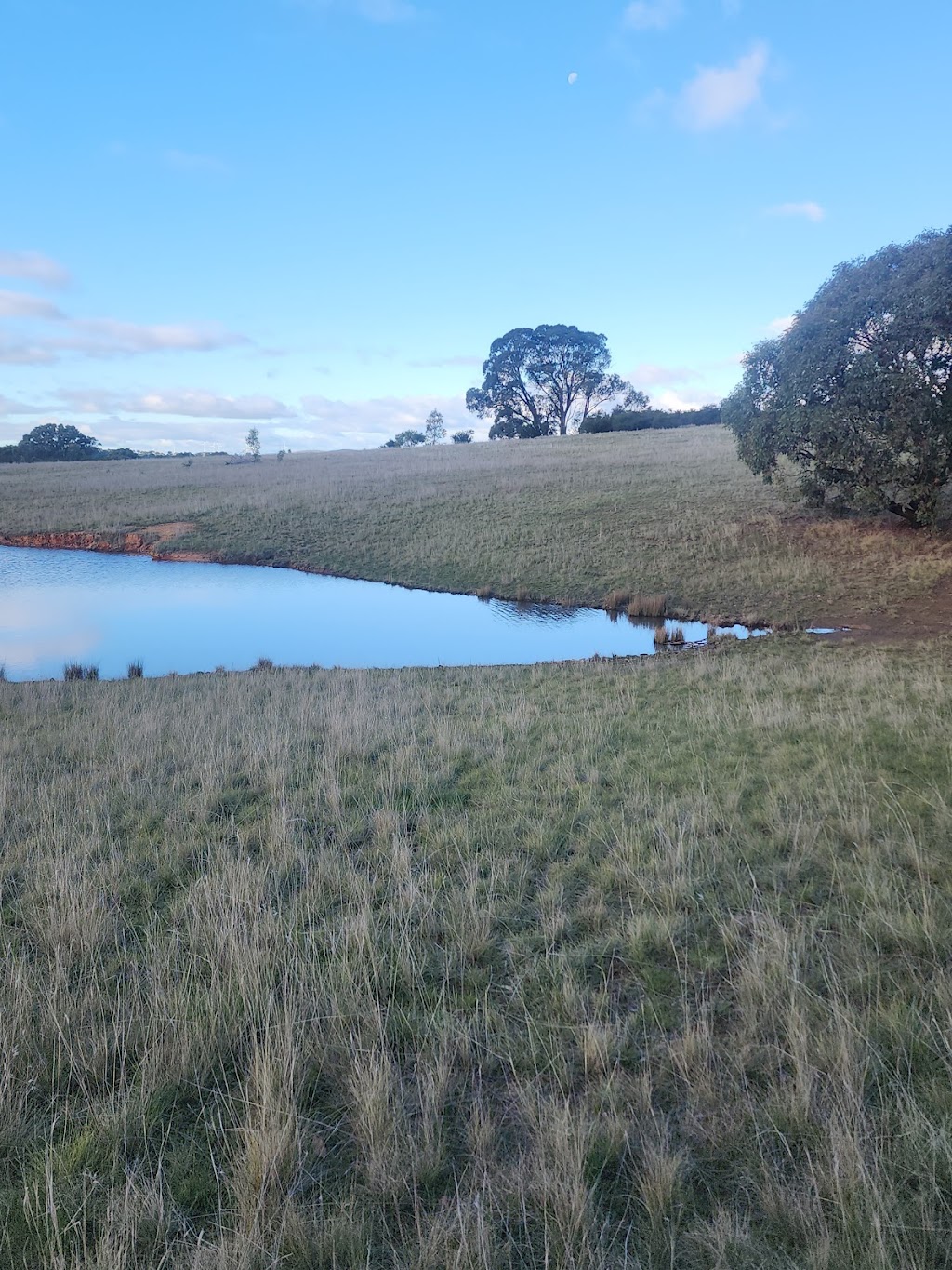 Clan of 6 Roses | Lot 2 Sugarloaf Rd, Rhymney VIC 3377, Australia | Phone: 0451 553 122