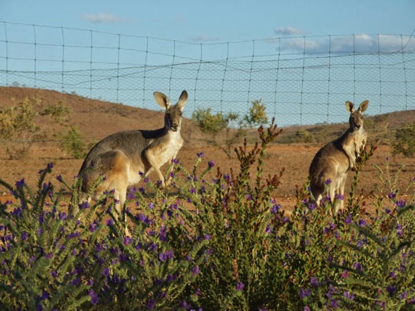 Eldee Station | campground | 2886 Wilangee Rd, Silverton NSW 2880, Australia | 0880912578 OR +61 8 8091 2578