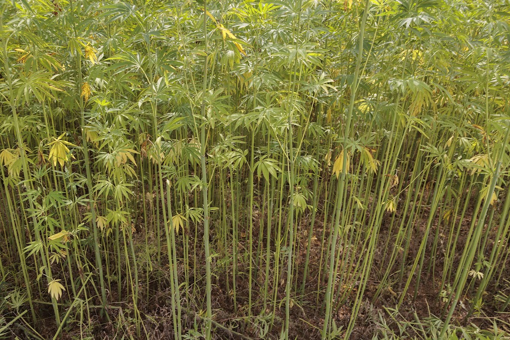 Murray Industrial Hemp | 27 Thule St, Barham NSW 2732, Australia | Phone: 0429 144 743