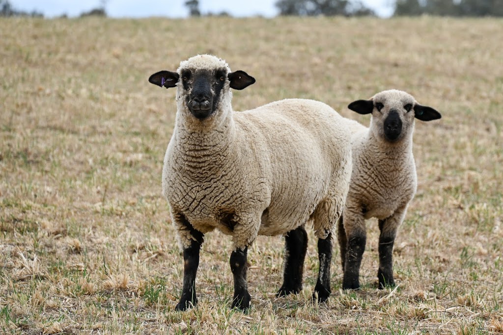 Mimjack Hampshire Down Stud | Greenvale/911 Loombah Rd, Yeoval NSW 2868, Australia | Phone: 0427 464 333