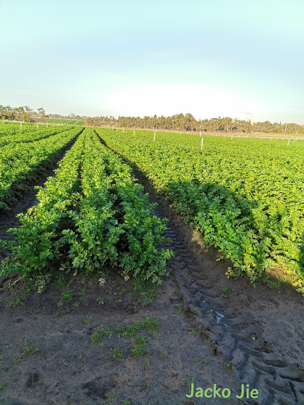 Corrigans Produce Farms | 200 Tuckers Rd, Clyde VIC 3978, Australia | Phone: (03) 5998 5202