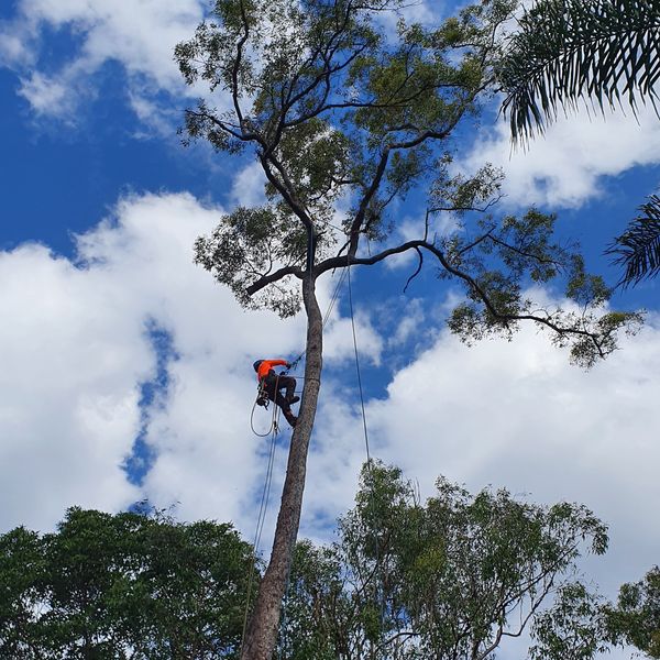 Acclaim Tree Care & Services |  | 12 Gardner Rd, Rochedale QLD 4123, Australia | 0421484940 OR +61 421 484 940