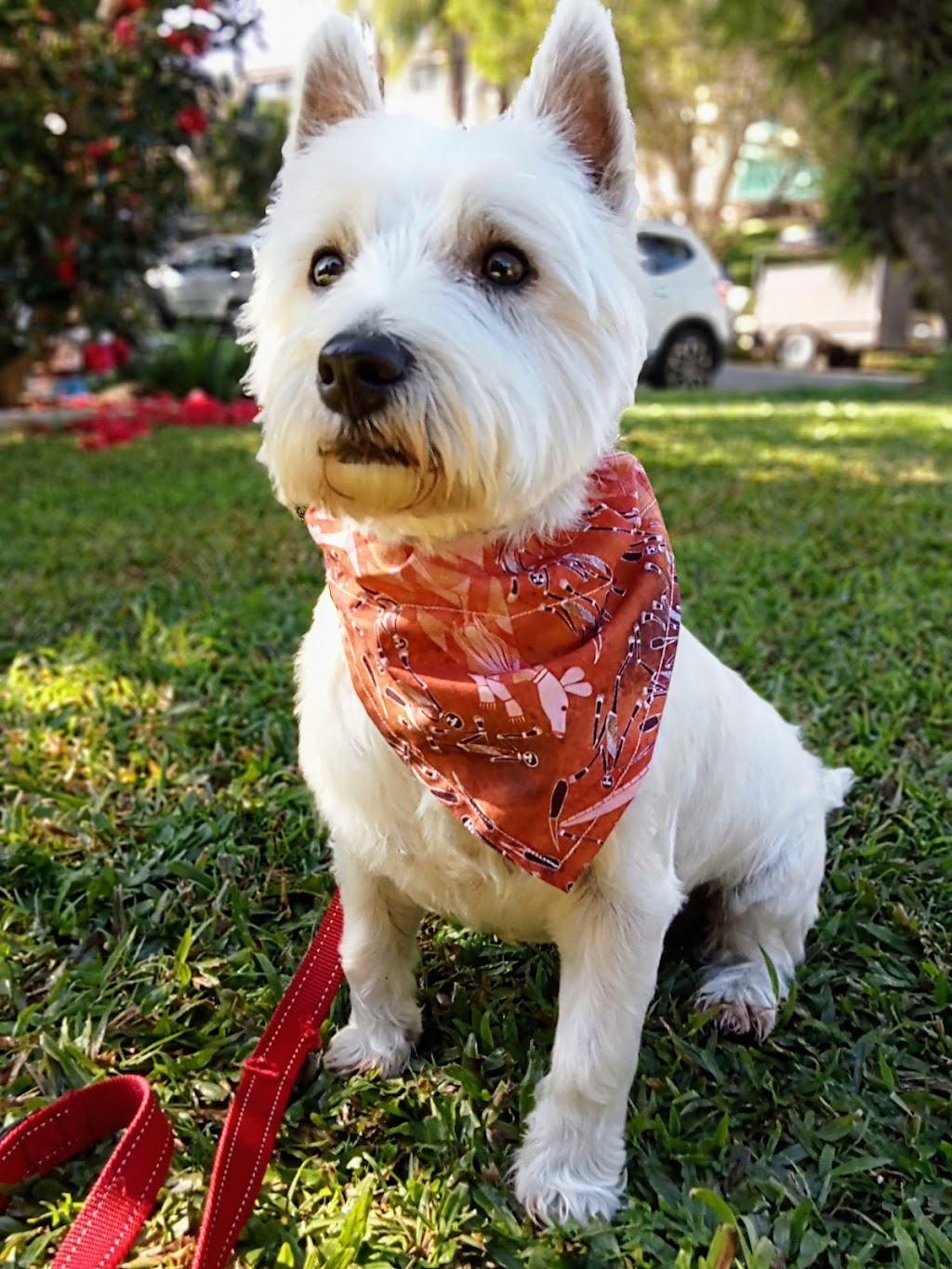 Two Hounds Grooming | Bray Park NSW 2484, Australia | Phone: 0474 132 550