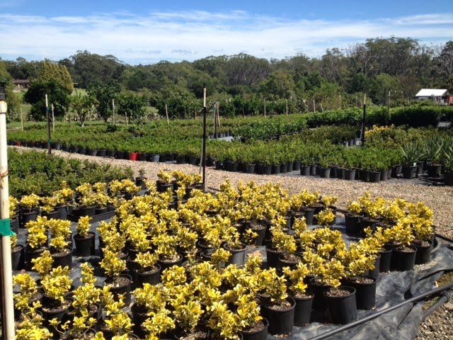 New Line Road Nursery | store | 261 New Line Rd, Dural NSW 2158, Australia | 0296512439 OR +61 2 9651 2439