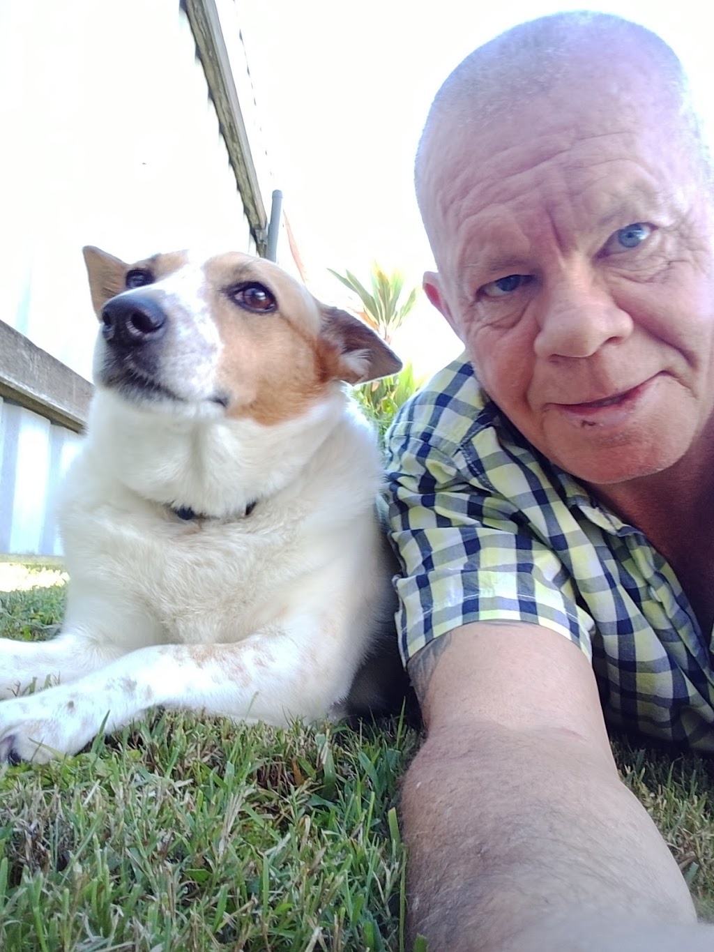Billys dog walking n sitting+vists | 30 MacKay St, South Grafton NSW 2460, Australia | Phone: 0414 077 174
