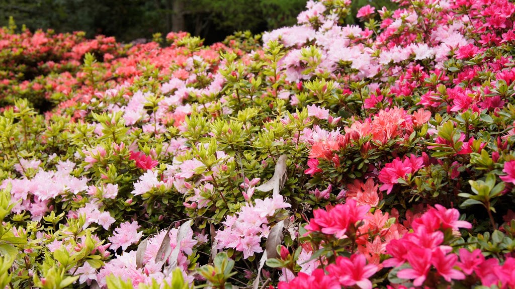 National Rhododendron Garden | Olinda VIC 3788, Australia