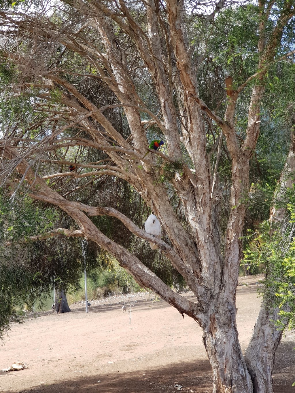 Mandurama Reserve | park | Cleopatra Dr, Ambarvale NSW 2560, Australia | 0246454000 OR +61 2 4645 4000