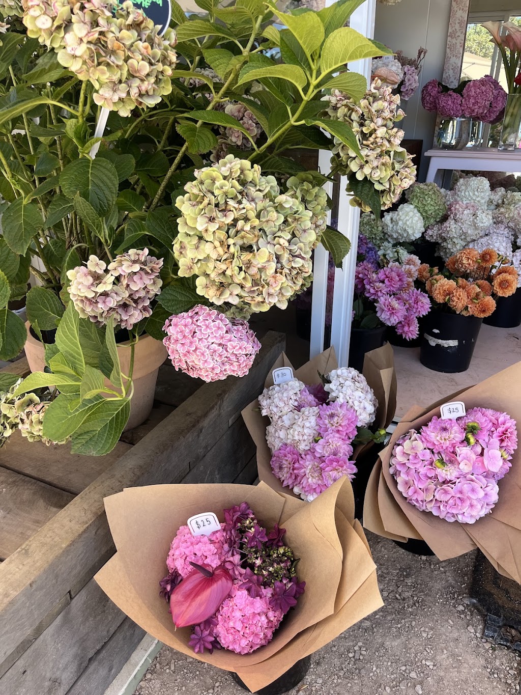 Flora By Maxiflora | 1 Samuel Amess Dr, Newhaven VIC 3925, Australia | Phone: 0403 184 134