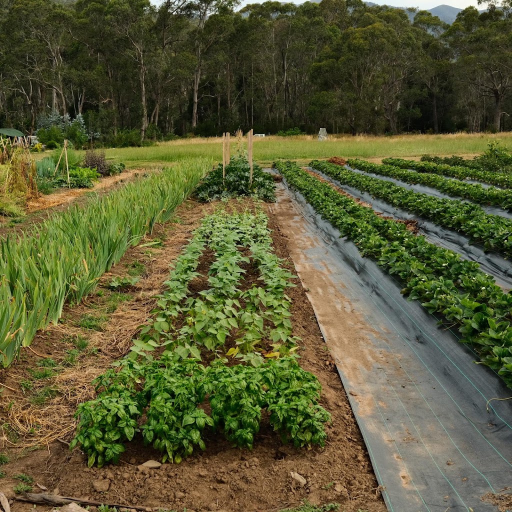Small Patch Smoko | 1753 Great Alpine Rd, Smoko VIC 3741, Australia | Phone: 0435 079 890