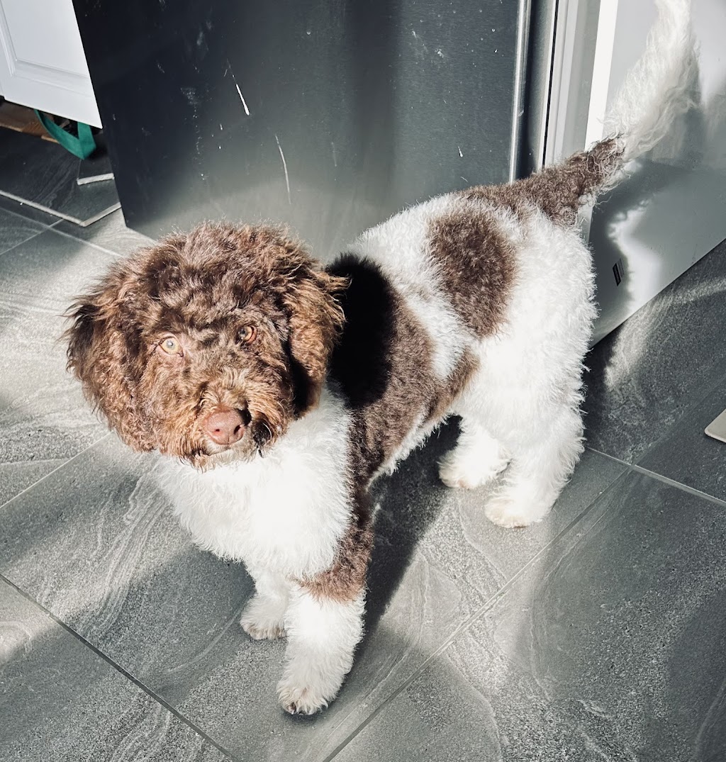 Peachy Clean - Pet grooming & supply store | 11-13 Buln Buln Rd, Drouin VIC 3818, Australia | Phone: 0483 849 145