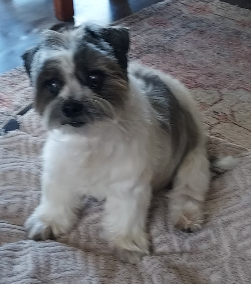 Petloft dog grooming | Lady Ardee Cct, Stockleigh QLD 4280, Australia | Phone: 0479 050 018 Petloft dog grooming | Lady Ardee Cct, Stockleigh QLD 4280, Australia | Phone: 0479 050 018