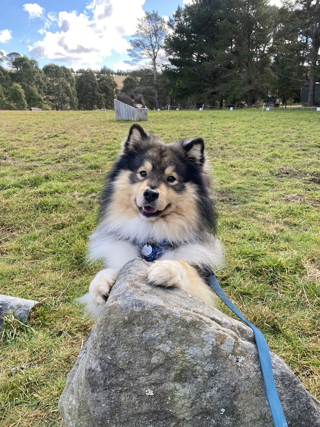 K-N9 Dog Training | 30 Bromhall Rd, Bundanoon NSW 2578, Australia | Phone: 0408 027 874