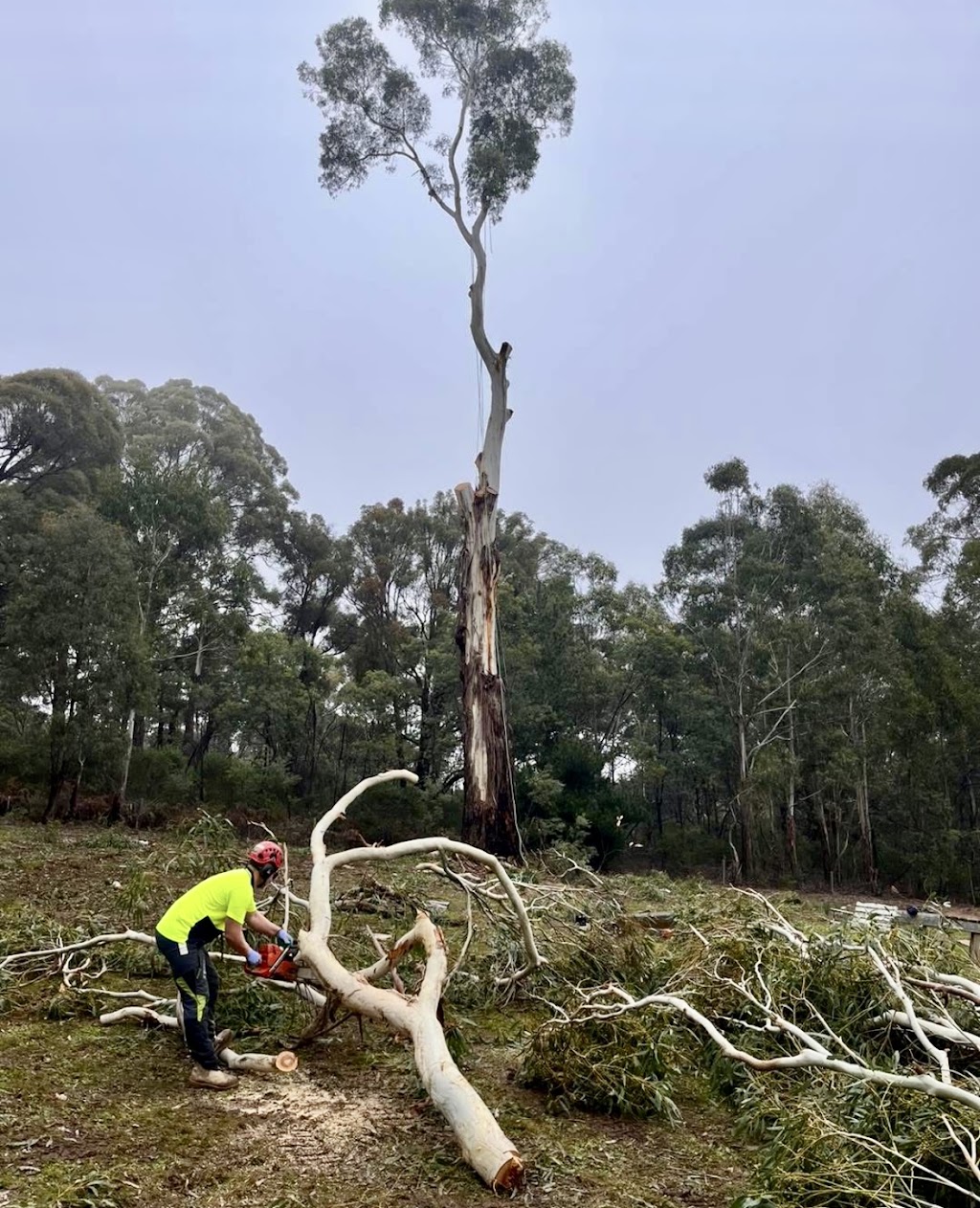 High Plains Tree Care | Steens Rd, Boho South VIC 3669, Australia | Phone: 0467 088 248