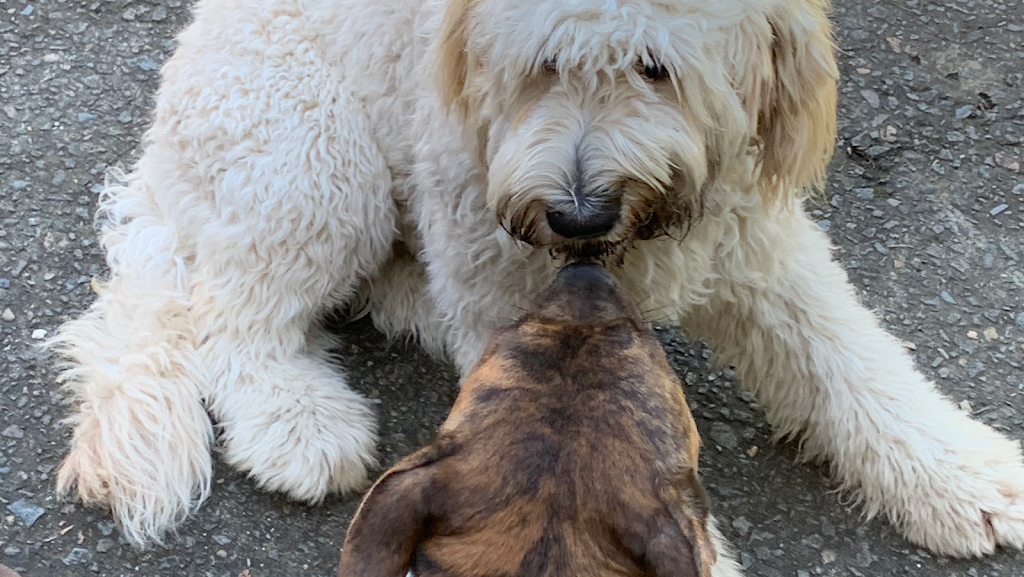 Northern Beaches Pet Care | 7 Foxall St, Elanora Heights NSW 2101, Australia | Phone: 0419 960 096