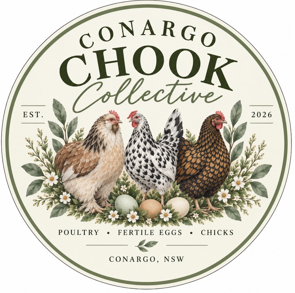 Conargo Chook Collective | 6438 Conargo Rd, Conargo NSW 2710, Australia | Phone: 0482 963 570