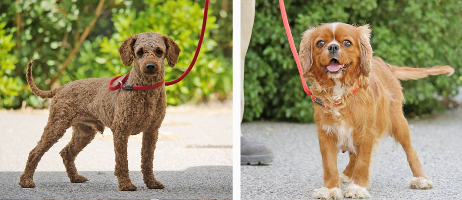 Bredwell Puppies | 3120 Ballan-Meredith Rd, Ballan VIC 3342, Australia | Phone: 0480 637 226