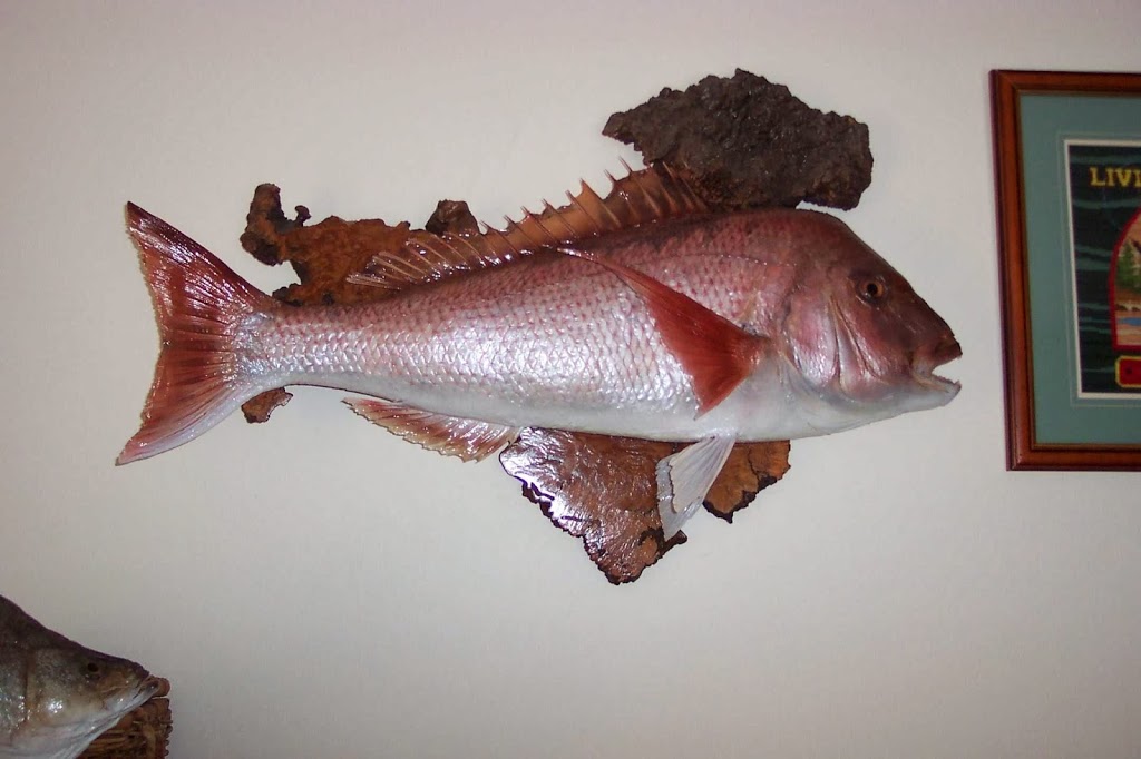 Frank Gray Fish Taxidermy | 1120 Gillies Rd, Creswick VIC 3363, Australia | Phone: 0437 534 558