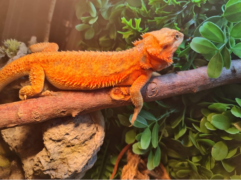 Echos lizard land | pet store | Gatton - Esk Rd, Spring Creek QLD 4343, Australia | 0436399421 OR +61 436 399 421