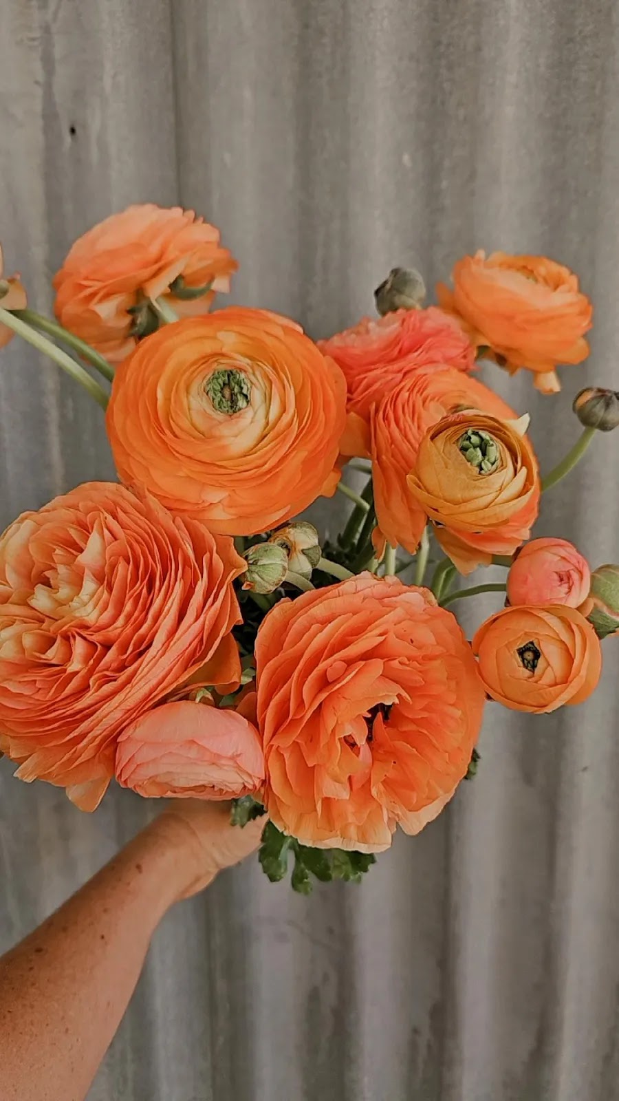 Pikt Roadside Stall | 263 Myocum Rd, Ewingsdale NSW 2481, Australia | Phone: 0478 544 106