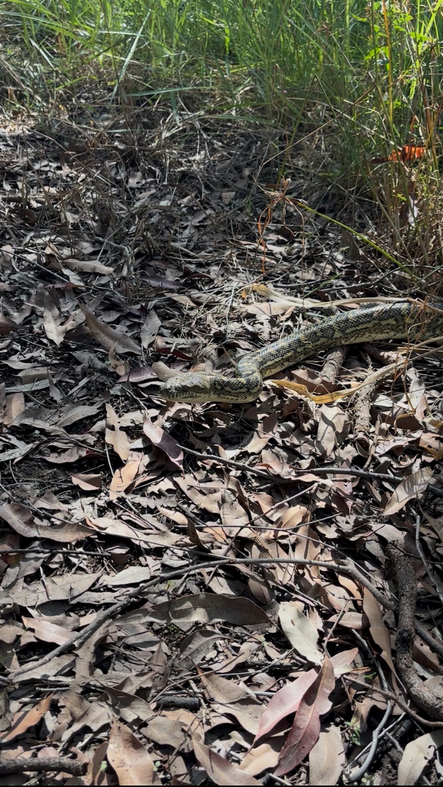 Conserve AU- Reptile Relocations & Education | 20 Ascot Cres, Samford Valley QLD 4520, Australia | Phone: 0459 468 450