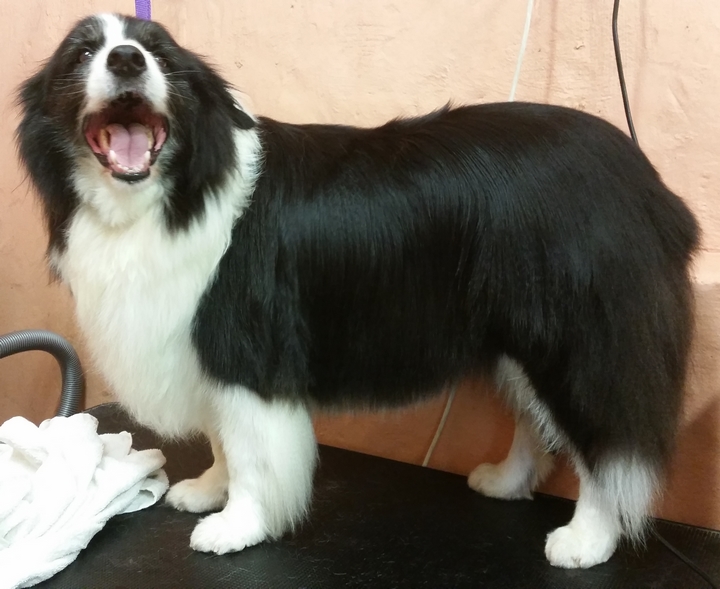 Rysup Dog Grooming | 10 Campbell St, Ellalong NSW 2325, Australia | Phone: 0425 807 519