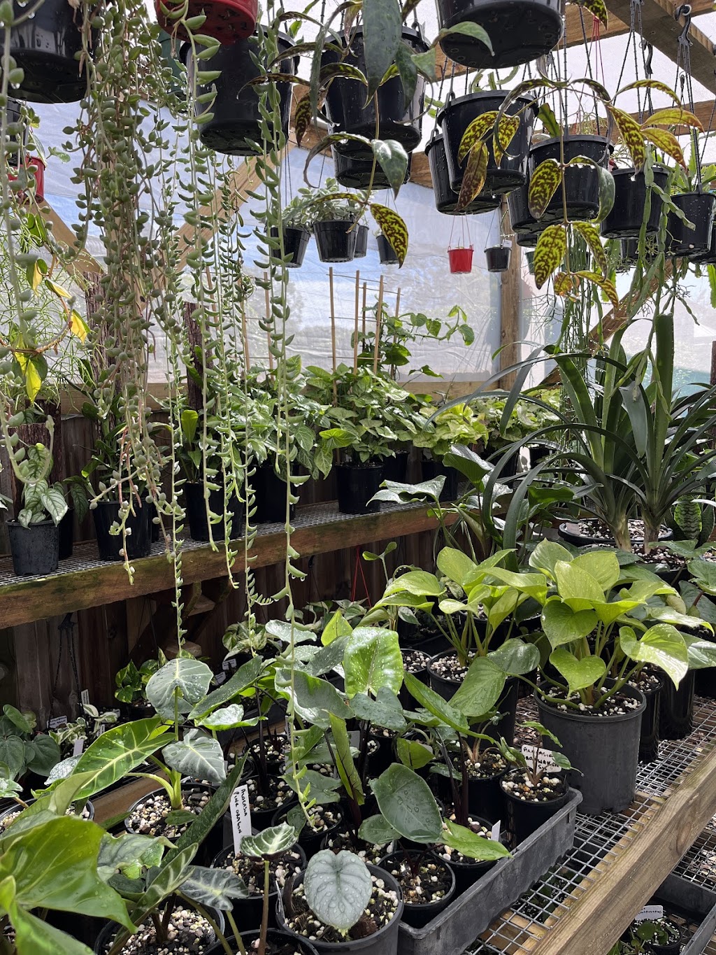 Leafy Life Downunder | 5 Sampson St, Deception Bay QLD 4508, Australia | Phone: 0416 197 784