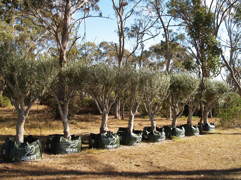 Australis Tree Farm Highfields | 432 Meringandan Rd, Kleinton QLD 4352, Australia | Phone: (07) 4696 8792