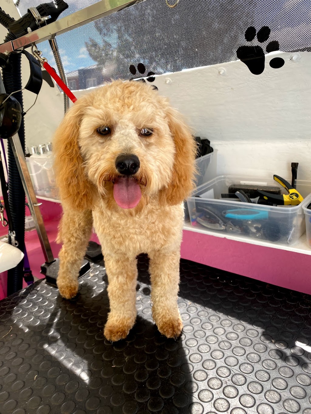 Fluffy Butts Dog Grooming | 1 Hume St, Ringwood East VIC 3135, Australia | Phone: 0459 158 186