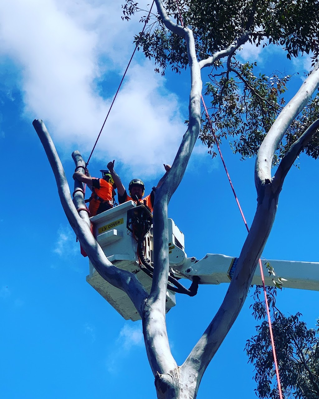 Total Tree & Stump Removal pty Ltd | 60 Robinson St, Murchison VIC 3610, Australia | Phone: 0457 283 085