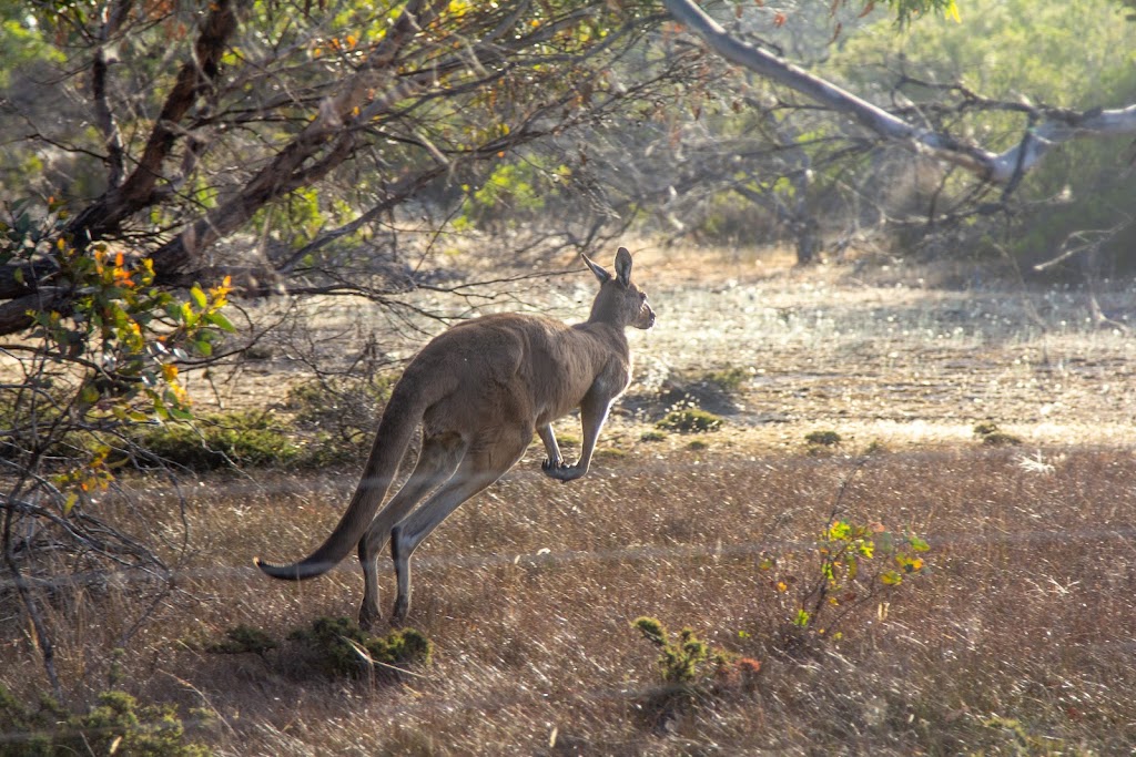 Stokes National Park | Coomalbidgup WA 6450, Australia | Phone: (08) 9083 2100