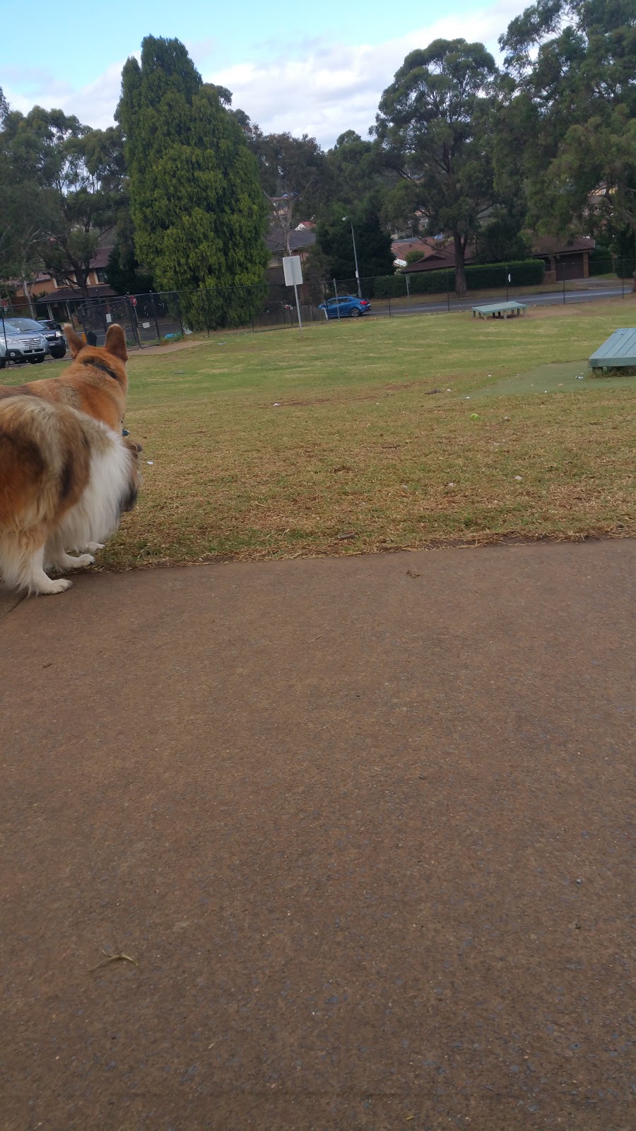 Greenway Dog Park | park | 36 Shepherds Dr, Cherrybrook NSW 2126, Australia | 0298476666 OR +61 2 9847 6666