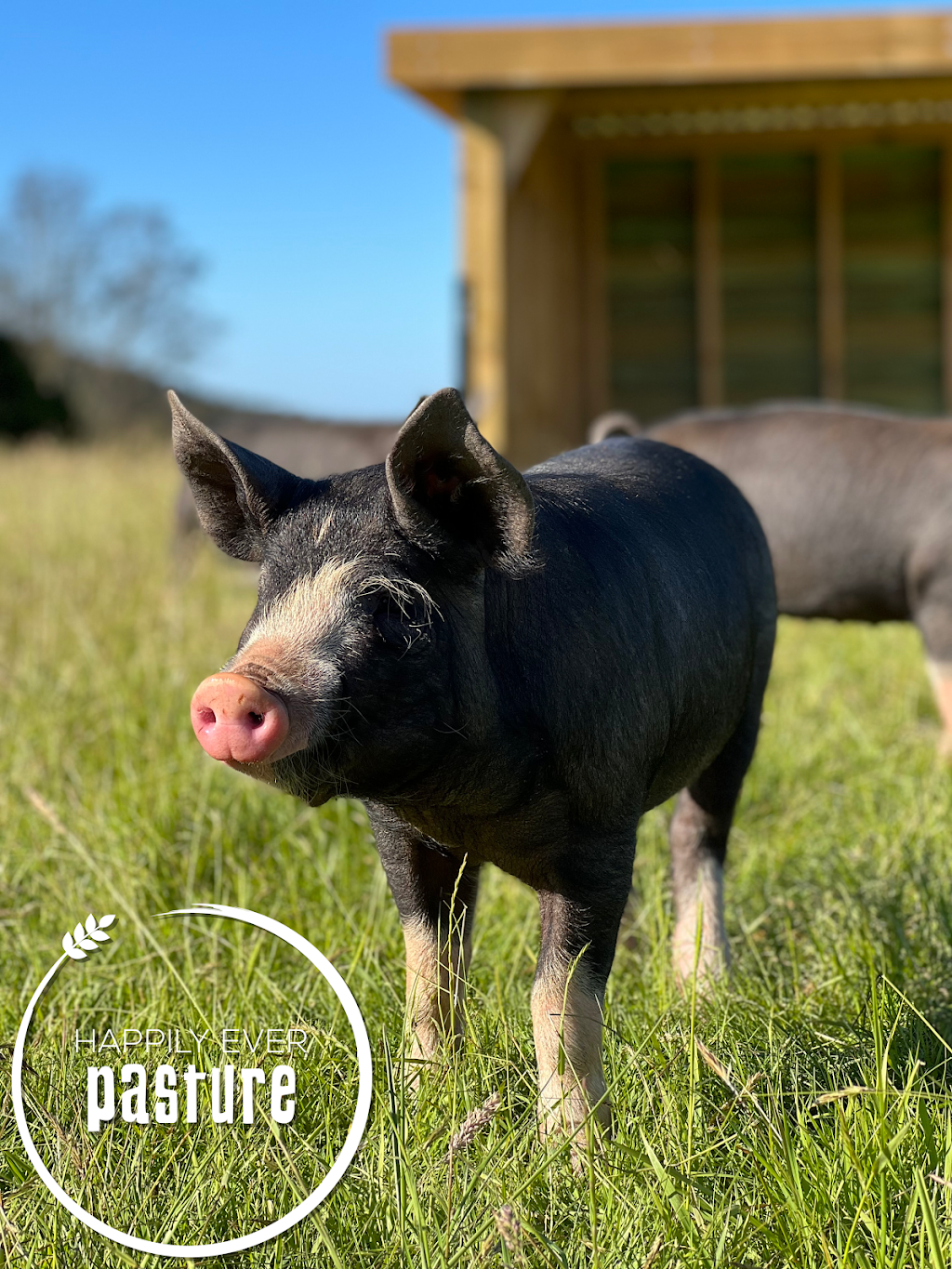 Happily Ever Pasture | 463 Oonah Rd, Tewkesbury TAS 7321, Australia | Phone: 0411 950 088